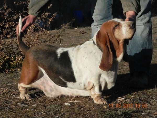 Amoshanda de Los Banzos | Basset Hound 