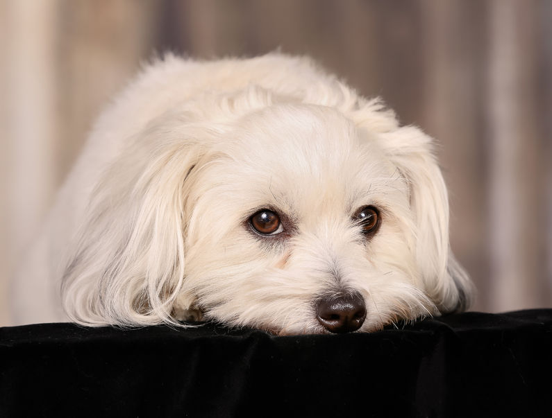 Coton de Tulear