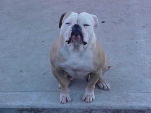 BH's Destiny Child of KMK, PH .60.60 | Olde English Bulldogge 