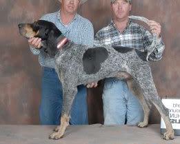 Double Springs Bodacious | Bluetick Coonhound 