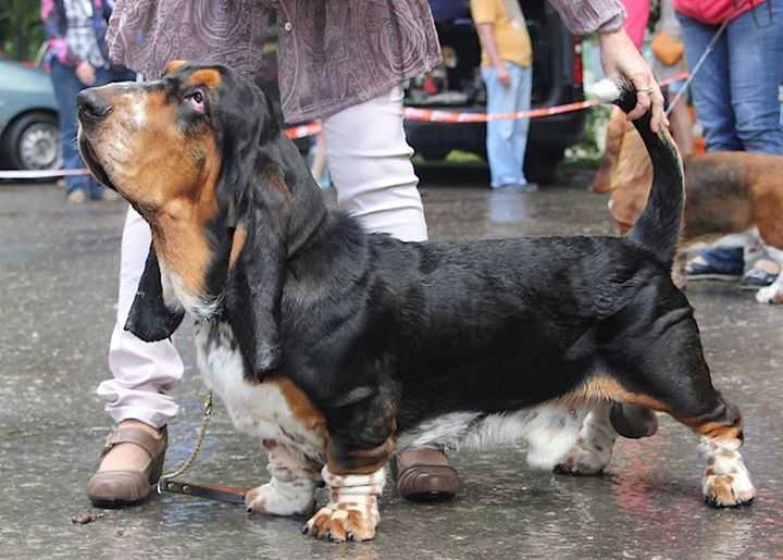 Al Capone Vejas Gluosniuose | Basset Hound 