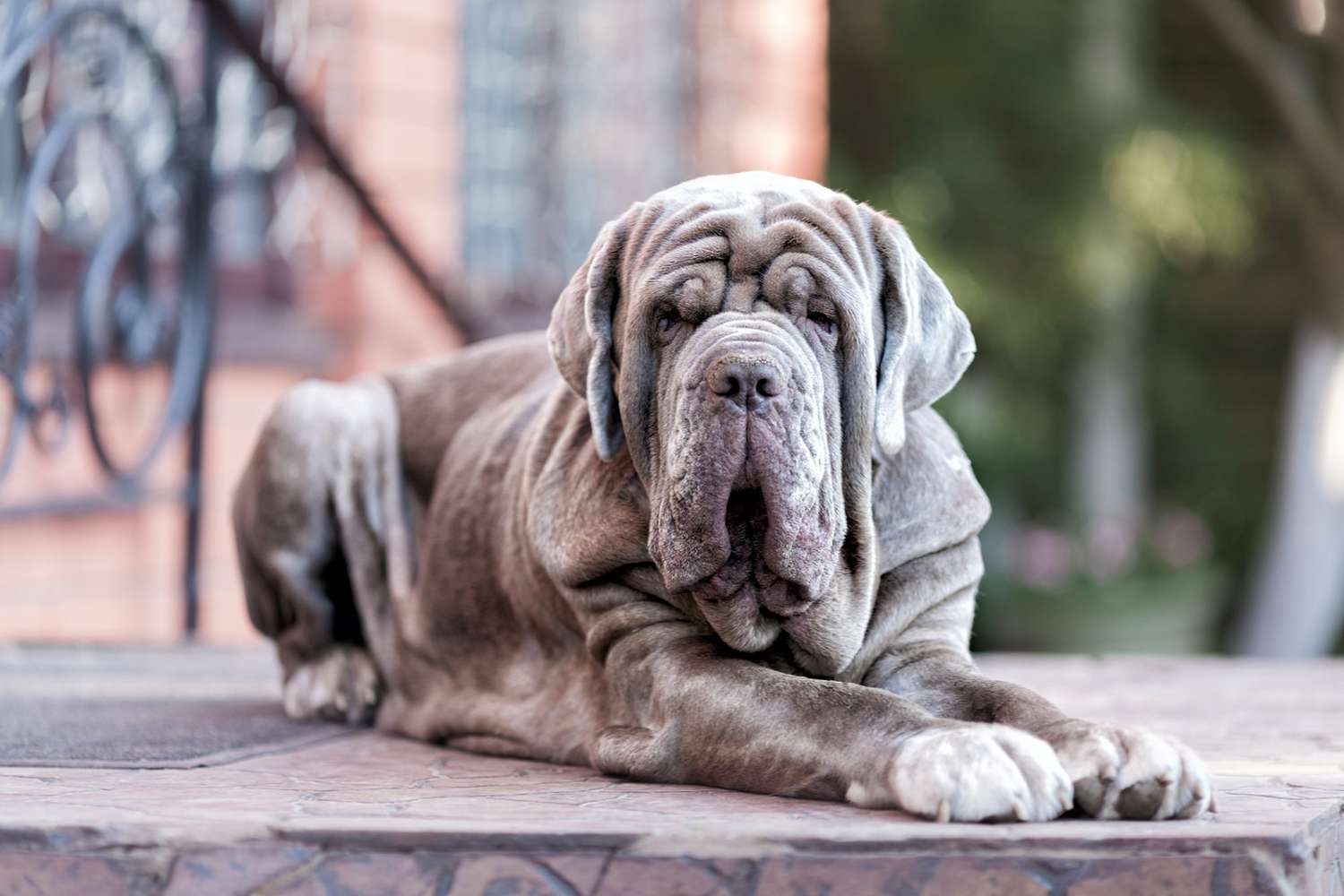 Mastiff