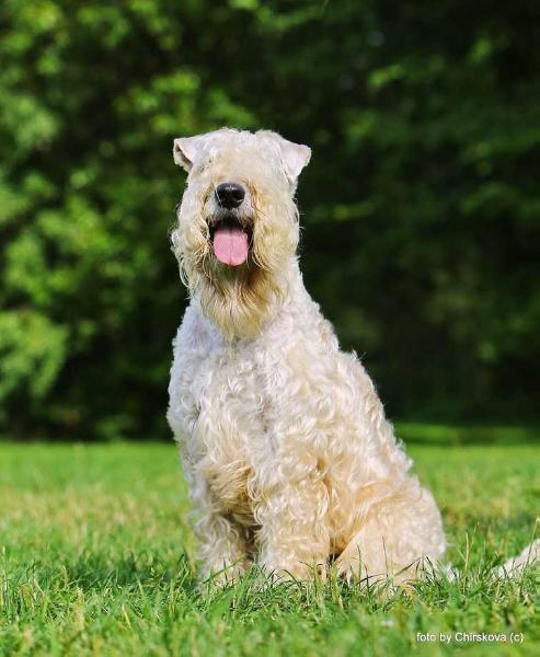 bon aquarel finger liking good | Soft Coated Wheaten Terrier 