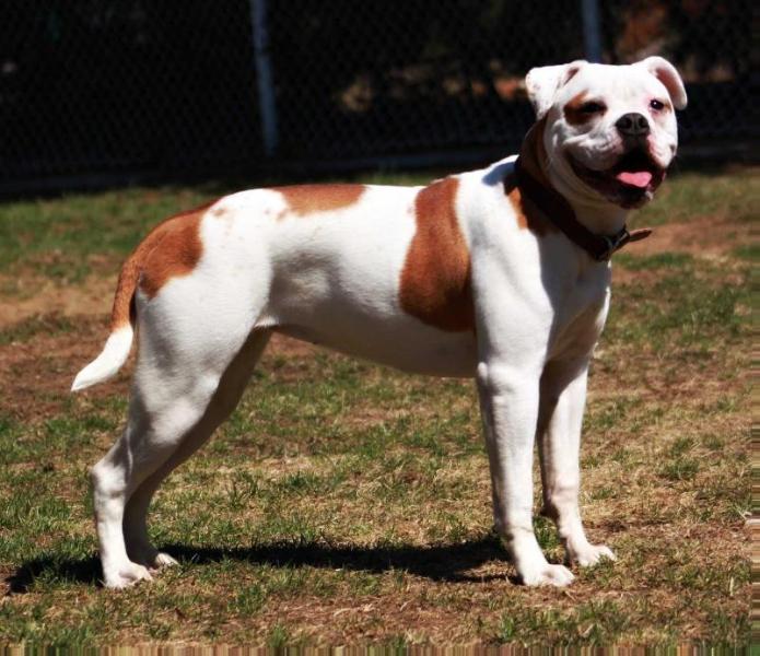 Tessier's Abby of MB | American Bulldog 