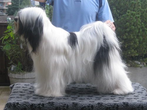 PAM-ZAMIRIN NAPOLEON | Tibetan Terrier 