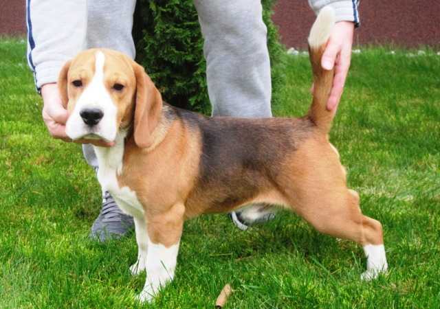 Fonteposca's Gold Dust | Beagle 