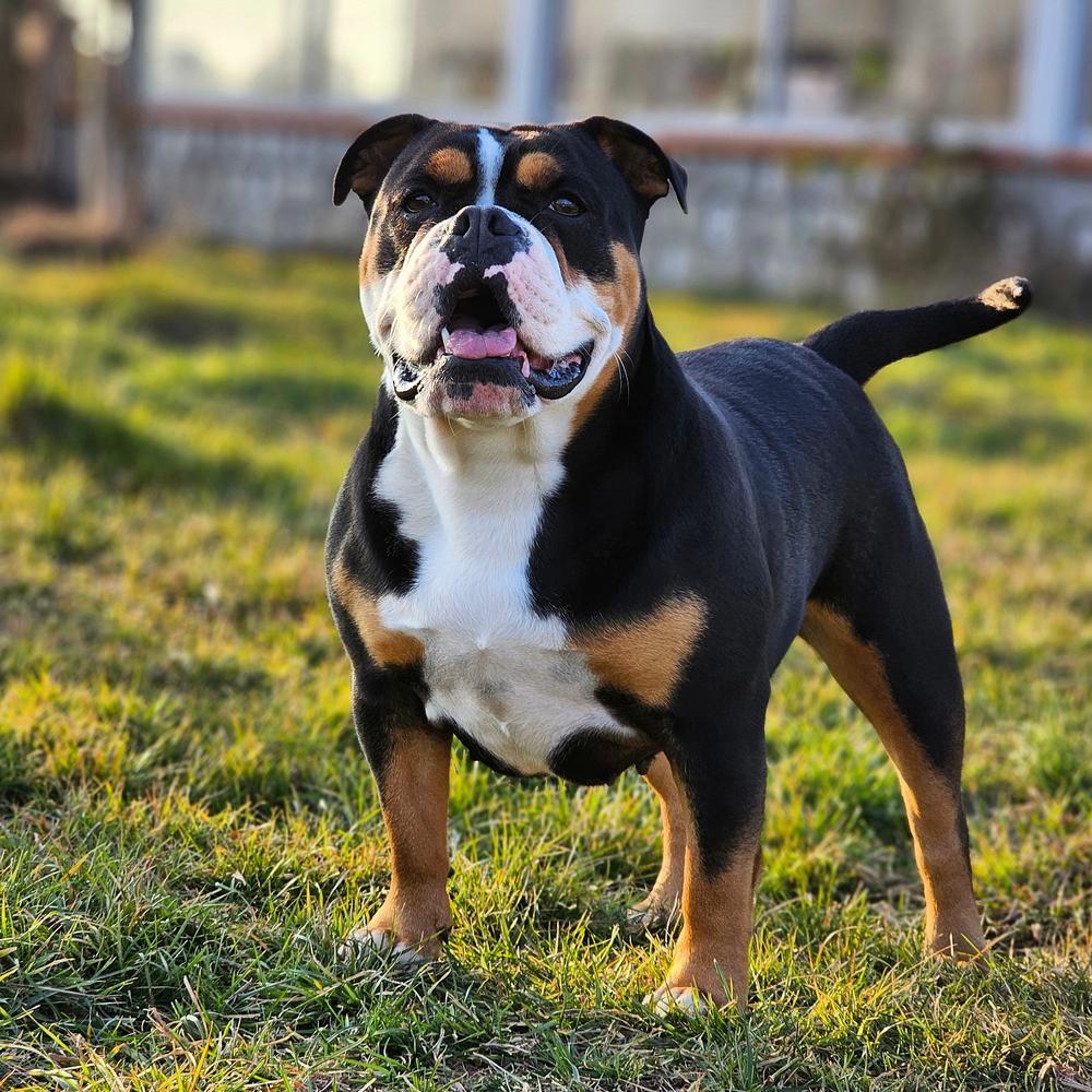 Rustine | Olde English Bulldogge 