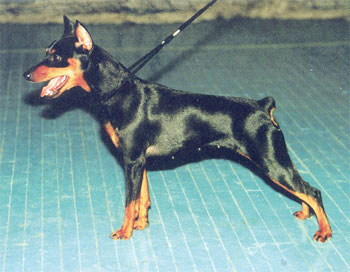 JARDENA Me Beit Hamaayan | Miniature Pinscher 