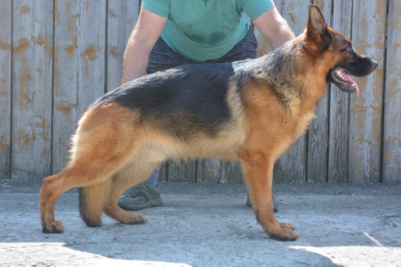 Messi Von Haus Stoica | German Shepherd Dog 