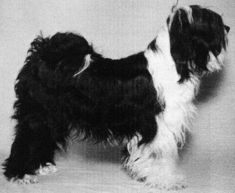 TENZING CHI-WI | Tibetan Terrier 