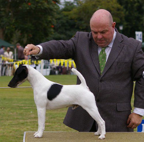 High Mountain Garden Party | Smooth Fox Terrier 