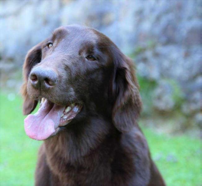 Flatterhaft Fire Drill | Flat-Coated Retriever 