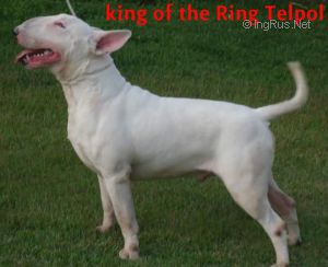 KING OF THE RING TELPOL | Bull Terrier 