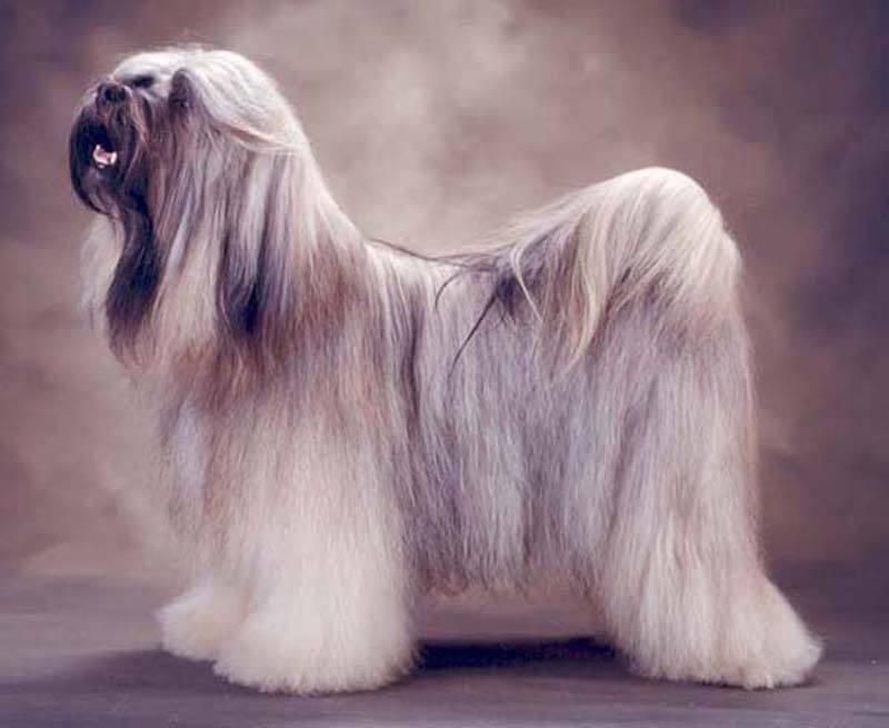 SCHANTI'S NIMO LAMLEH | Tibetan Terrier 