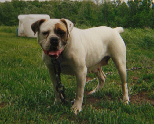 Hermes queenie | American Bulldog 