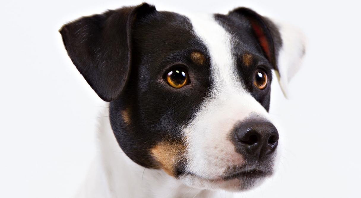 Danish-Swedish Farmdog