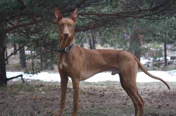 Barviha Best Boy | Pharaoh Hound 