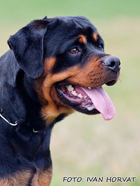 nikka von tommy rott | Rottweiler 