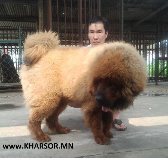 Ulaantai | Tibetan Mastiff 