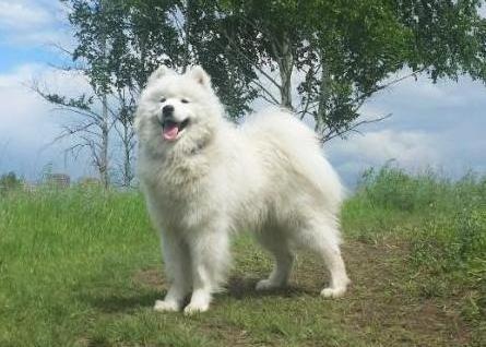 ???? ???????? ??????? | Samoyed 