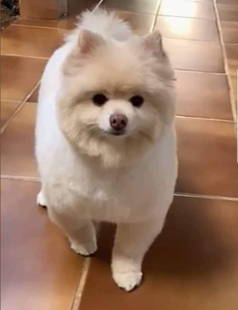 Zook of Avallon Isle | Pomeranian 