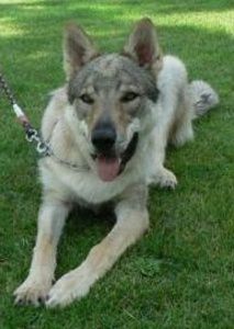 Cézar od Voldušské Nivy | Czechoslovakian Wolfdog 