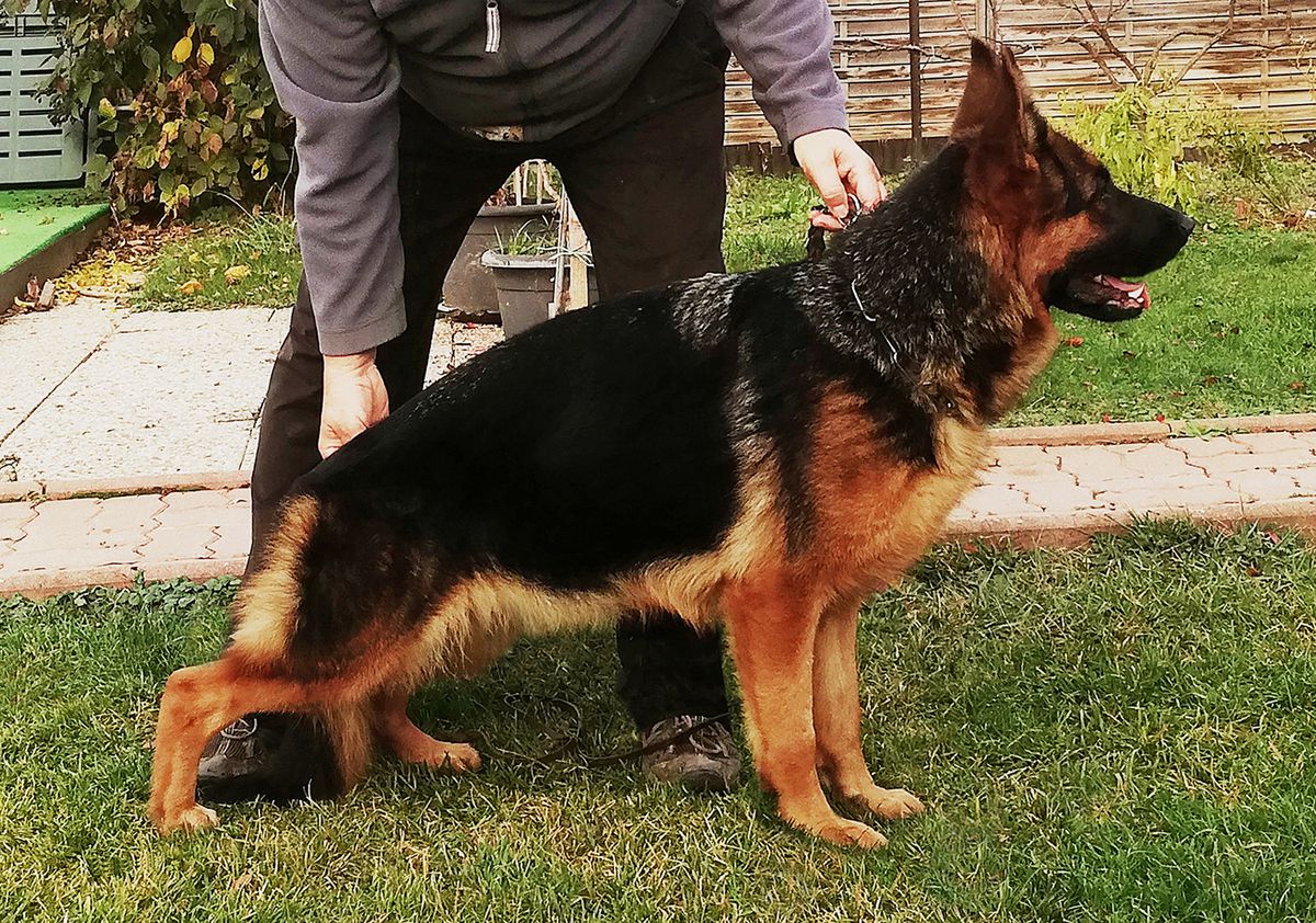 Engie v. Haus Milesevac | German Shepherd Dog 