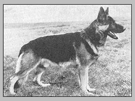 Cito vom Herforderring | German Shepherd Dog 