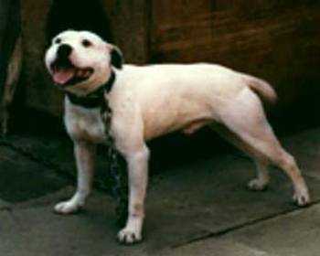 Farmers Boys Jocko | Staffordshire Bull Terrier 