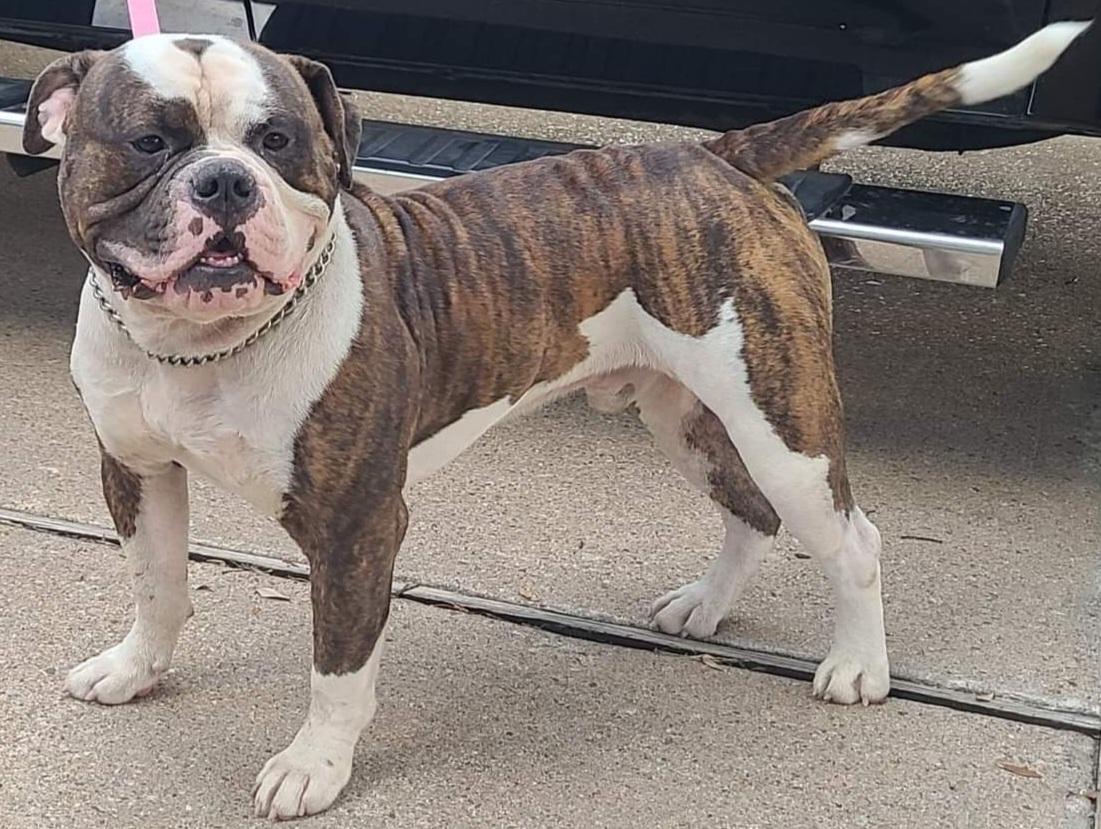 Texas Tuff Meathead | American Bulldog 