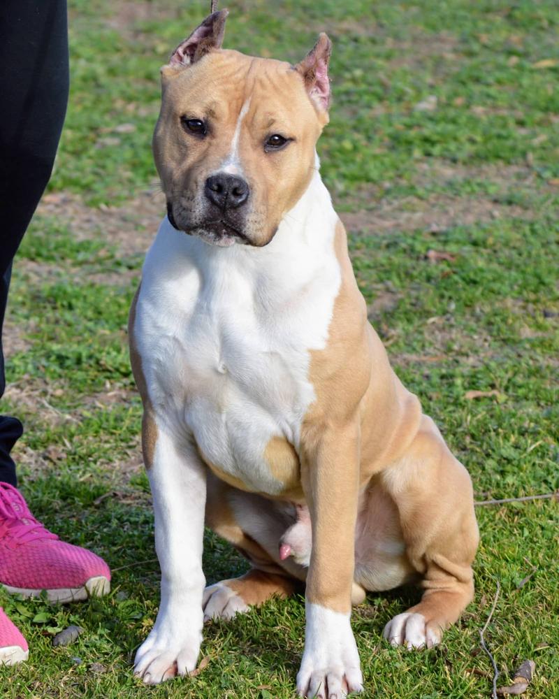 Valderrama de Ruca Baruk | American Staffordshire Terrier 