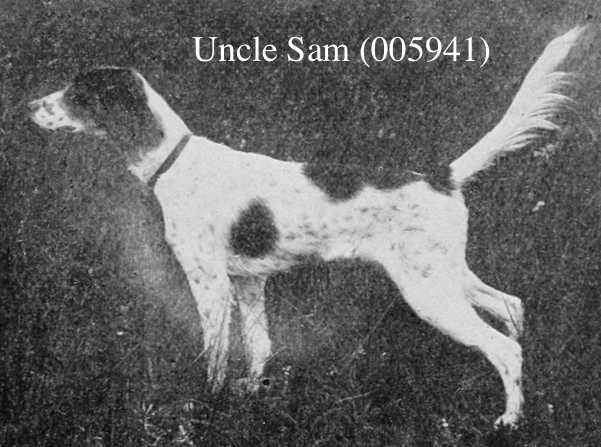 Uncle Sam (005941) | English Setter 
