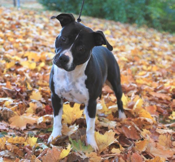 Exelion Amorous Aurora | American Staffordshire Terrier 