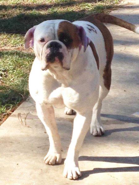 Diamond of Red Stick | American Bulldog 