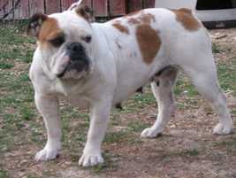 Pretty Bulldogs Hammy | Olde English Bulldogge 