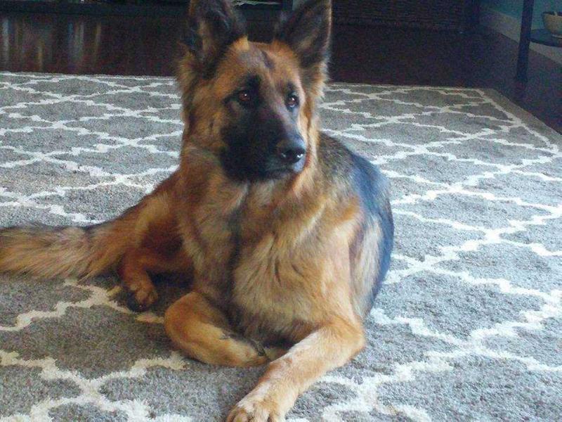 Ella Maizie Vom Acelin | German Shepherd Dog 