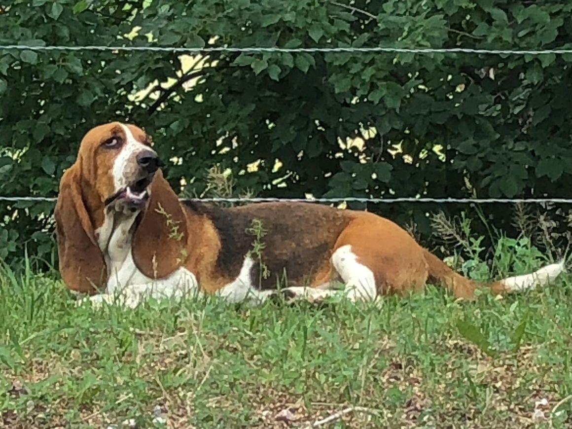 Christensen's Francesca | Basset Hound 