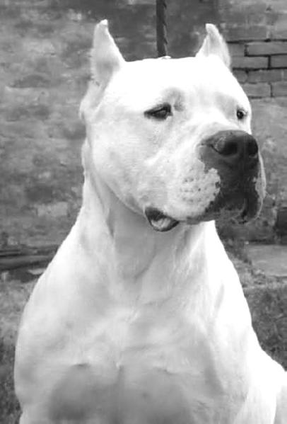 Amparo | Argentine Dogo 