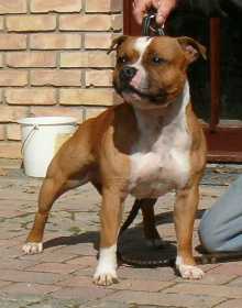 Hot Staff´s Jack the Knife | Staffordshire Bull Terrier 