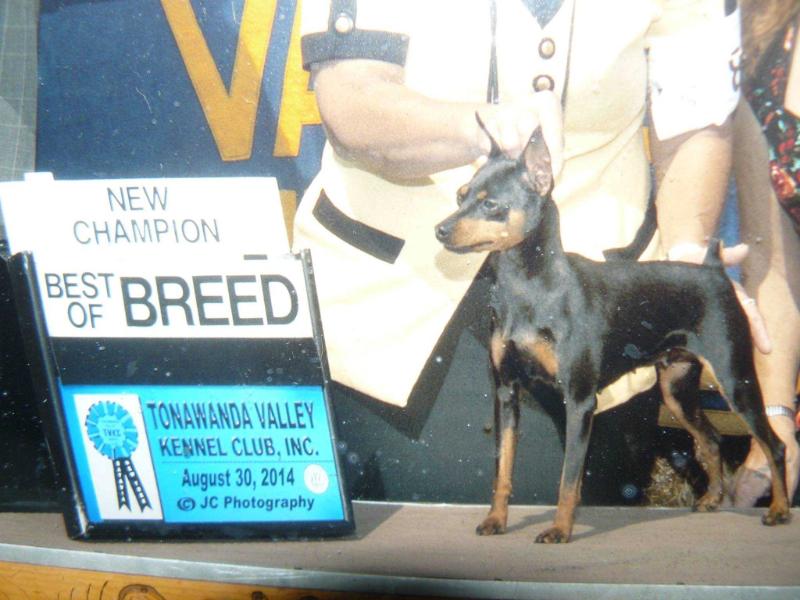 Belva' Lady Bug Jade Steppin' High | Miniature Pinscher 