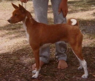 Baagna Faebian | Basenji 