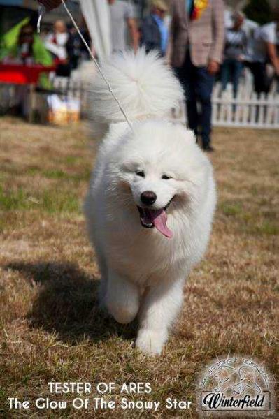 TESTER OF ARES The Glow Of The Snowy Star | Samoyed 