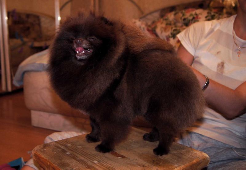 Sunny Pom Chernava Malishka Na Million | Pomeranian 