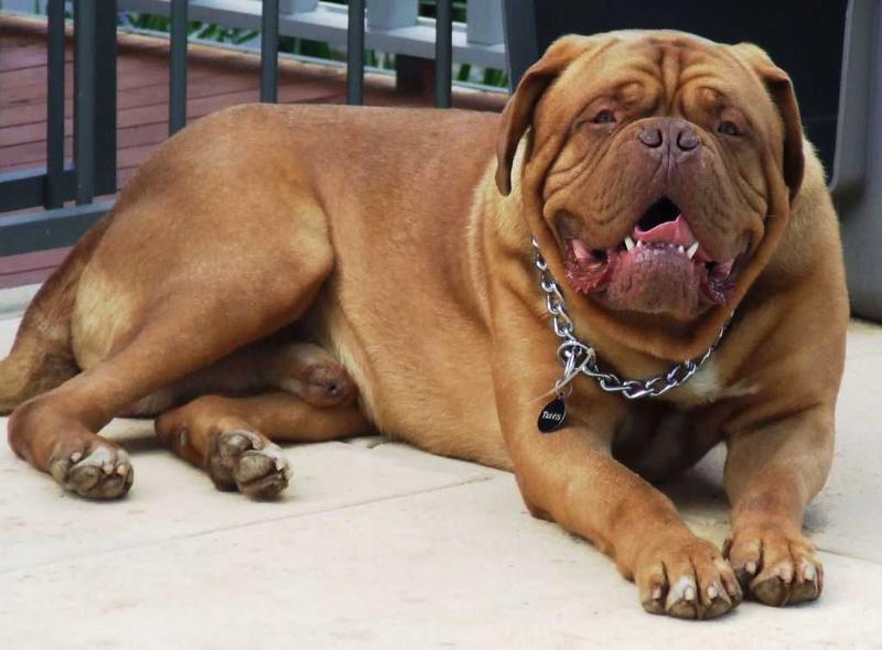 Northwonder The Kiddy of Bobiso | Dogue de Bordeaux 