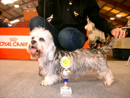 Vicky Venecia vom Adelsberg | Dandie Dinmont Terrier 