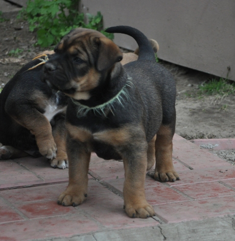 Hekate's Sacred Dogs Chupakabra | Ca de Bou 