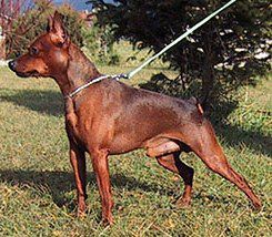 Bengj Vom Kosslbachtal | Miniature Pinscher 