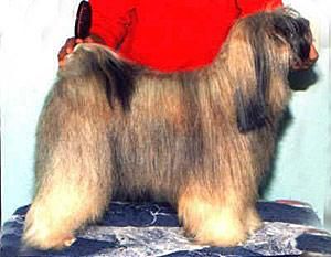 TI-BA SENG KYE | Tibetan Terrier 