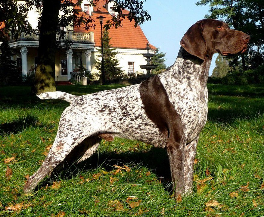 Don Z Czarnego Dworu | German Shorthaired Pointer 