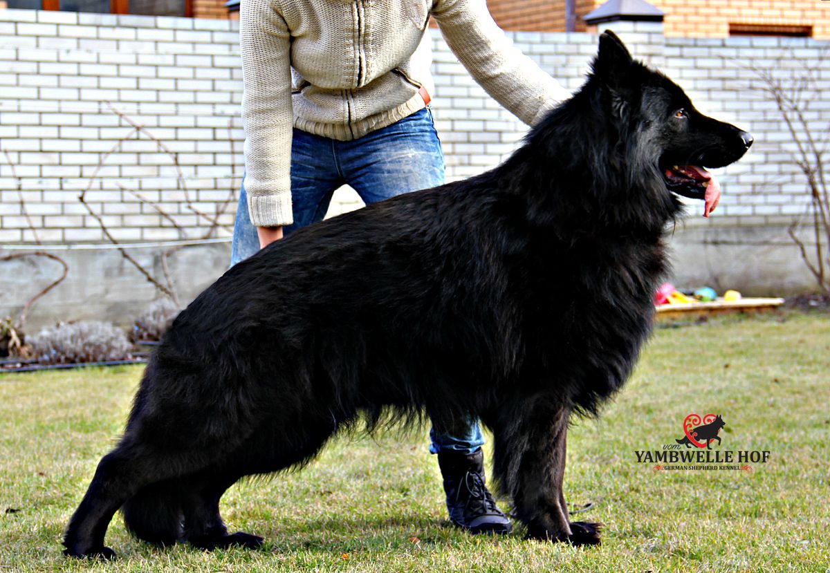 HUMMER BEHERZTEN SCHLOSS | German Shepherd Dog 